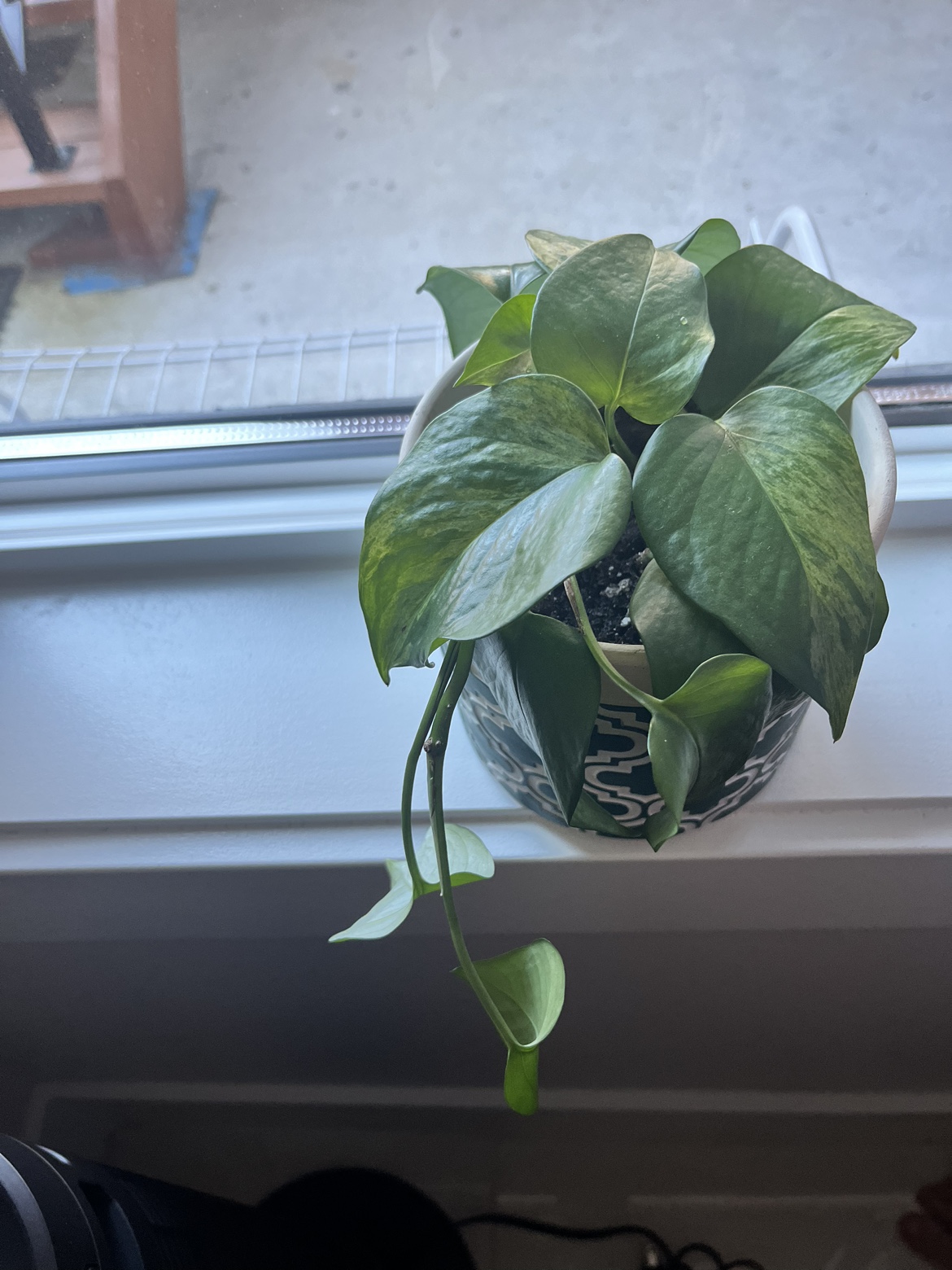 Several indoor Plants for Sale - photo 4