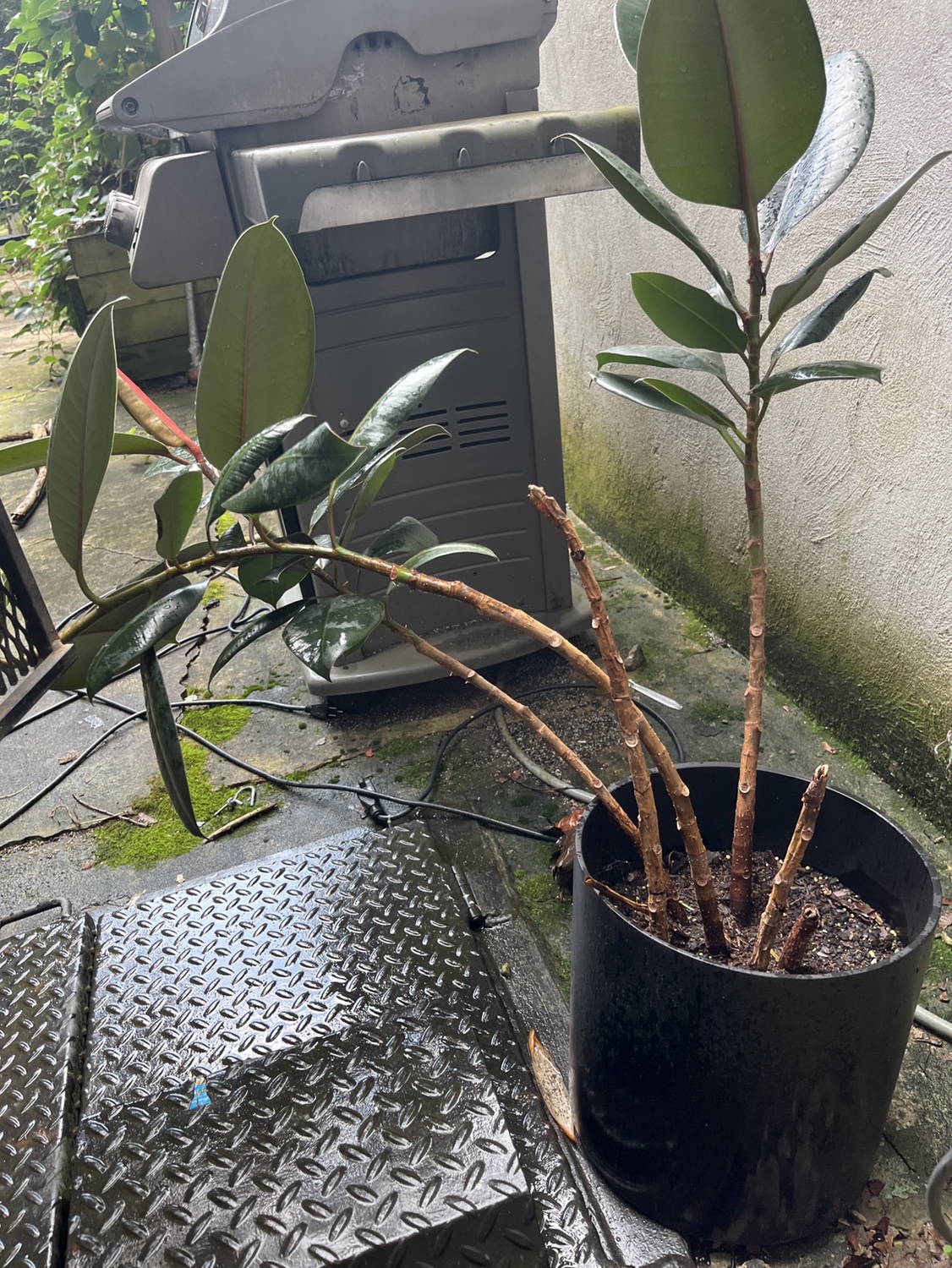 Rubber Plant