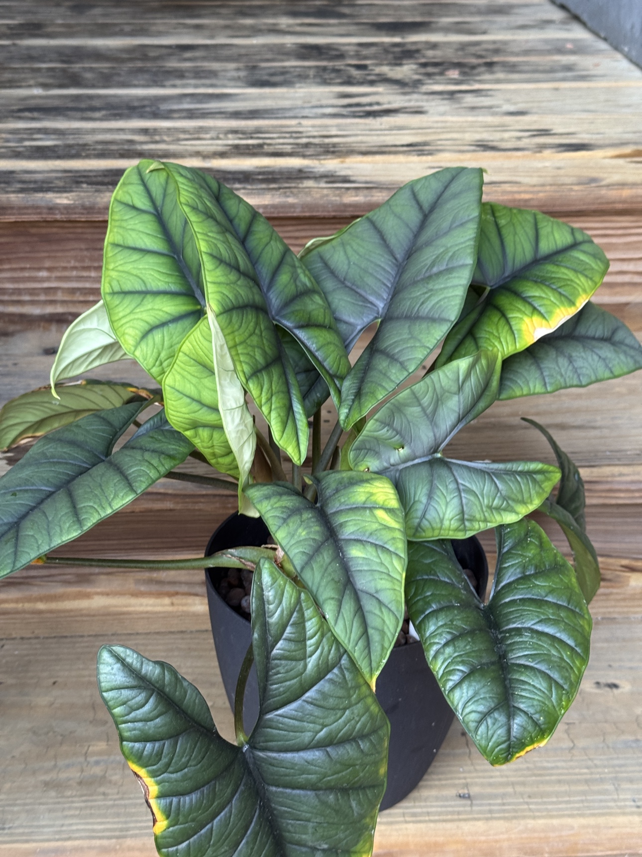 Large Jewel Alocasia - photo 2
