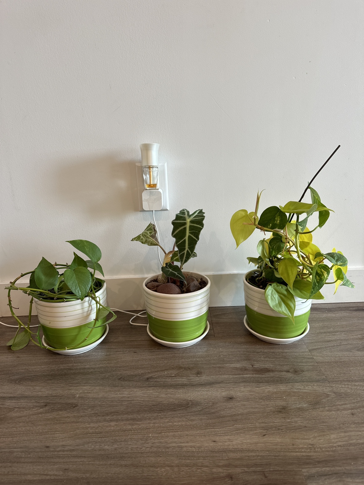 Ceramic plants thumbnail