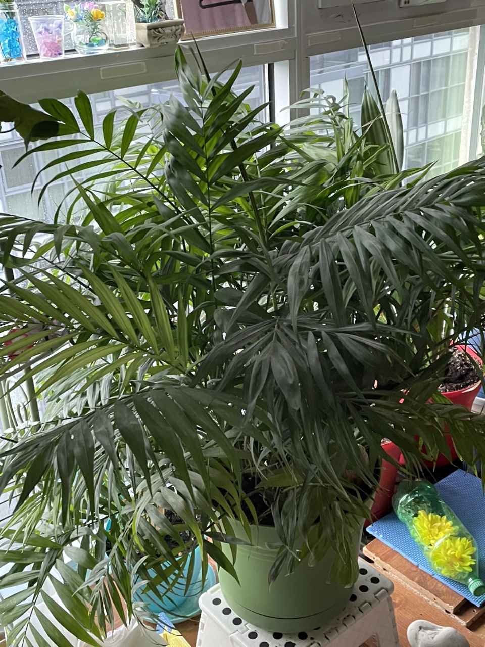 Large Indoor Palm Tree - photo 3
