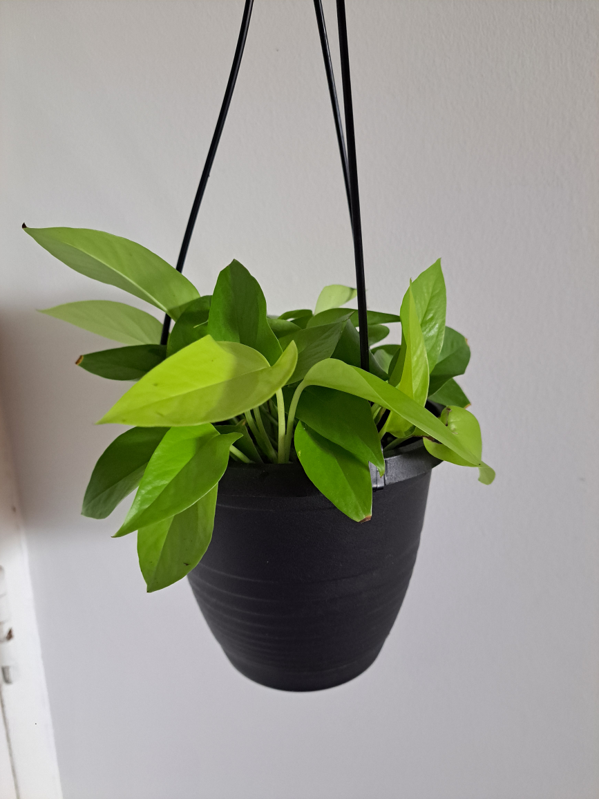 Neon Pothos