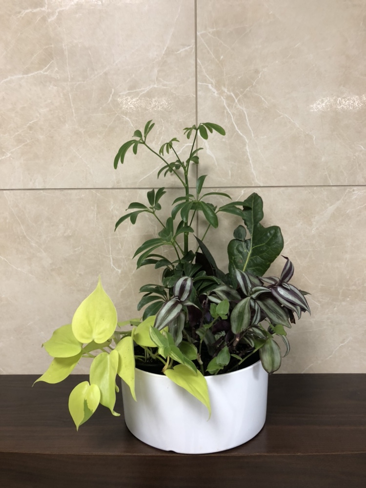 3.5” 4 plants with cover pot ceramic thumbnail