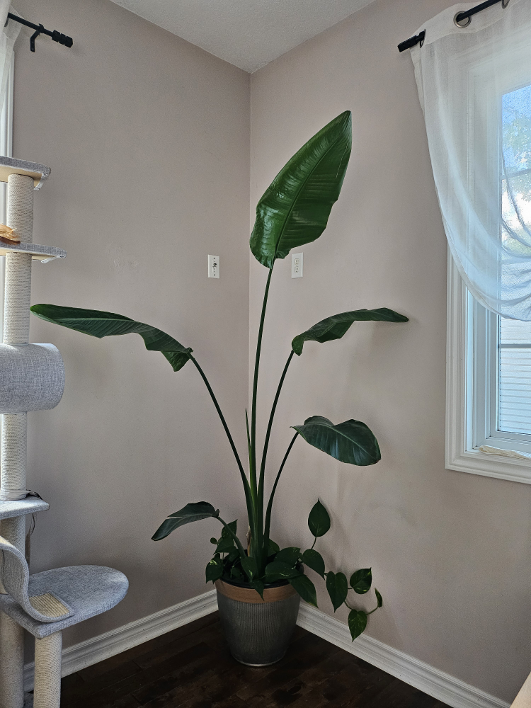 Bird of Paradise Plant