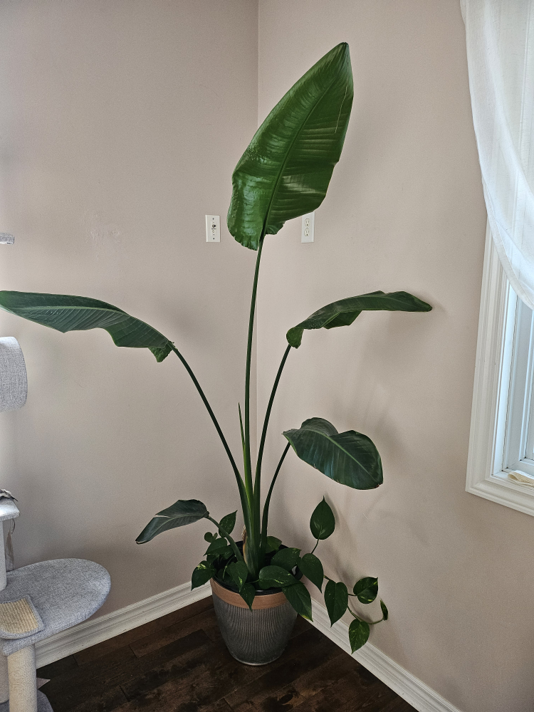 Bird of Paradise Plant - photo 2