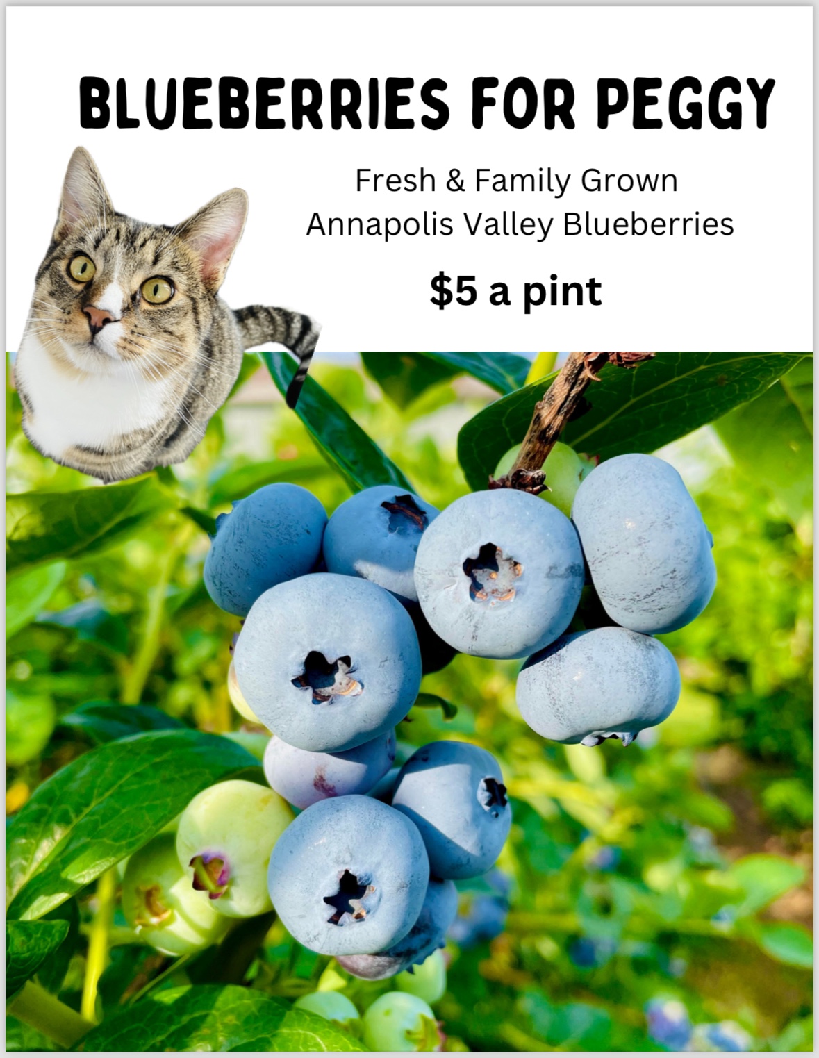 Freshly Picked Annapolis Valley Produce - photo 3