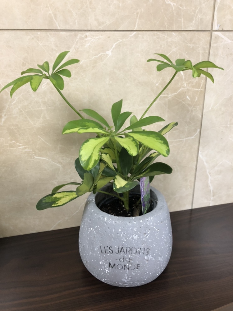 3.5” umbrella tree $5, with cover pot$10 thumbnail