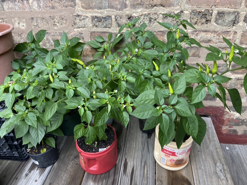 Pepper Plant. Indian firecracker - photo 4