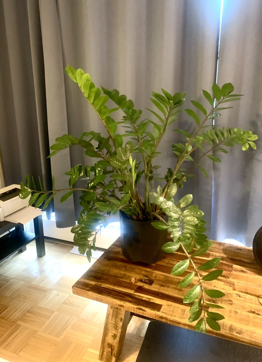 Zamophophia plant