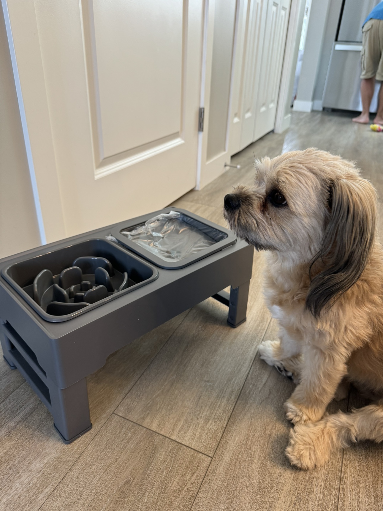 Pet Bowl thumbnail