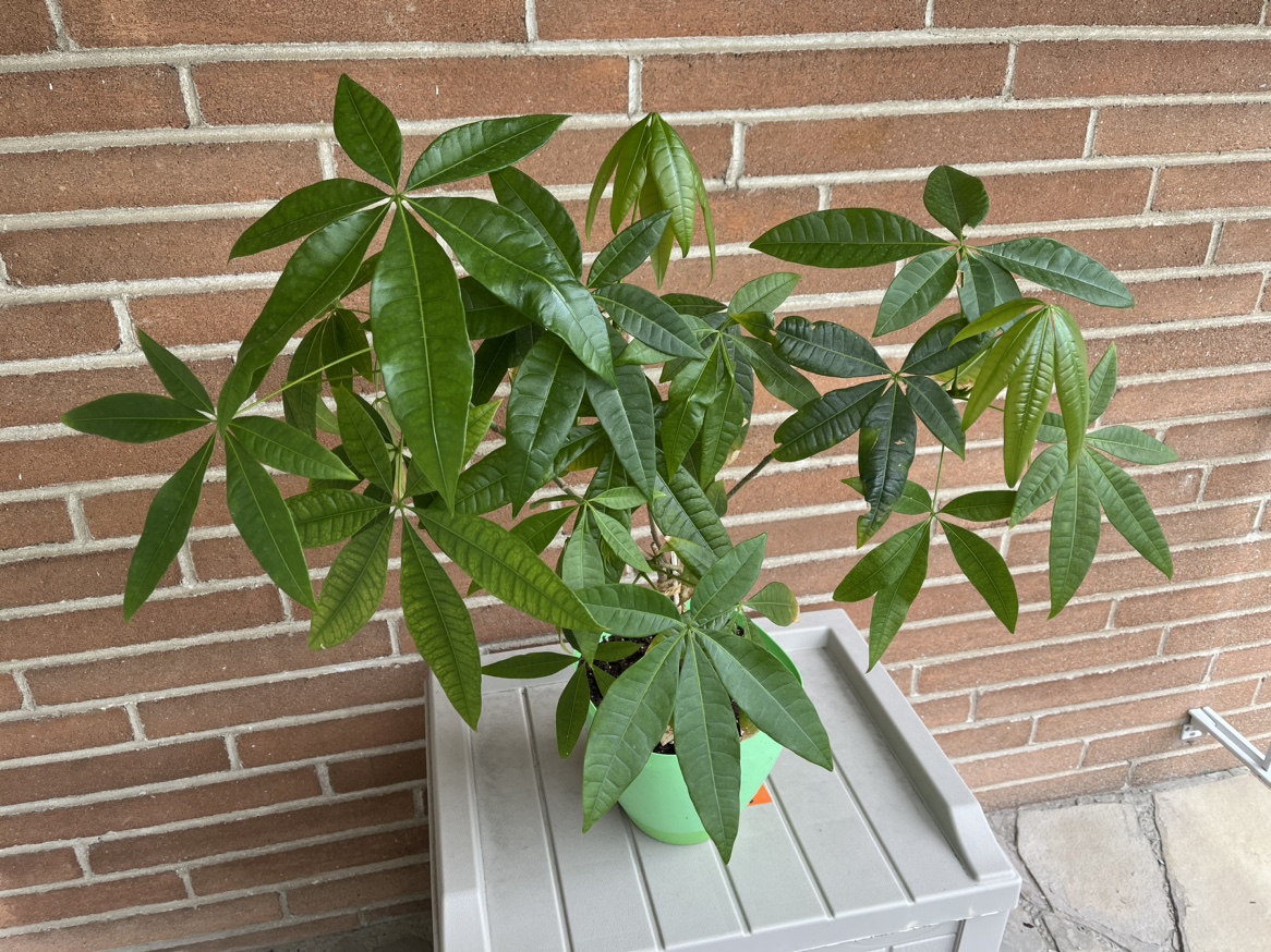 Money Tree thumbnail