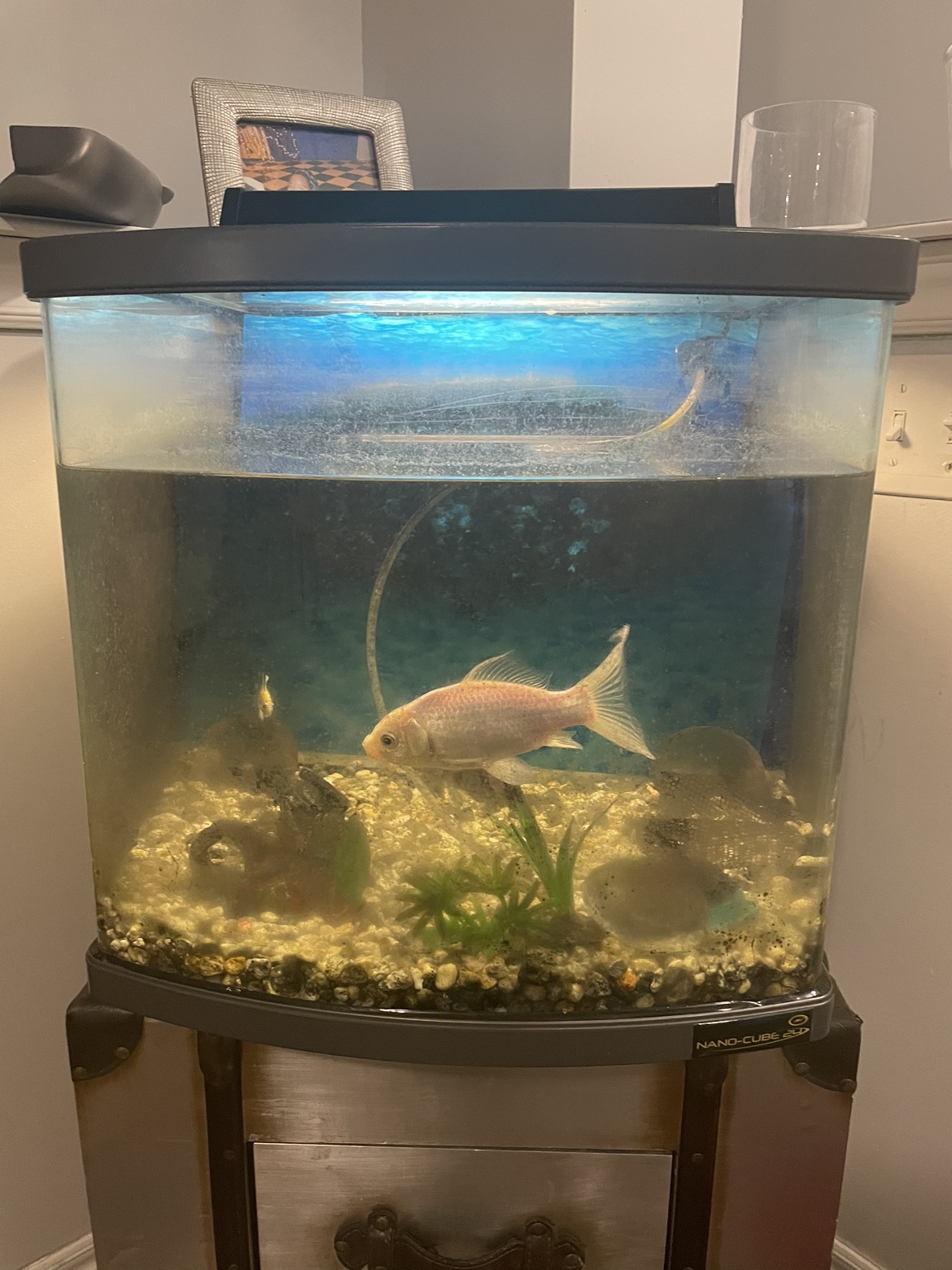Fish tank thumbnail
