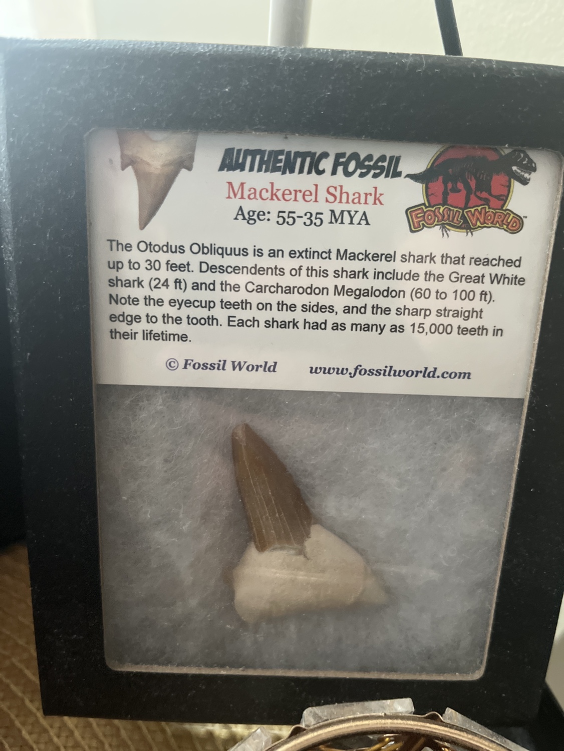 Collector item Antique fossils shark tooth and pyrite stone