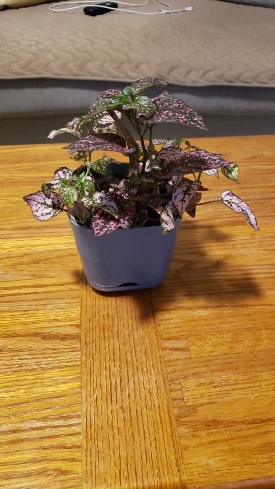 indoor plants thumbnail