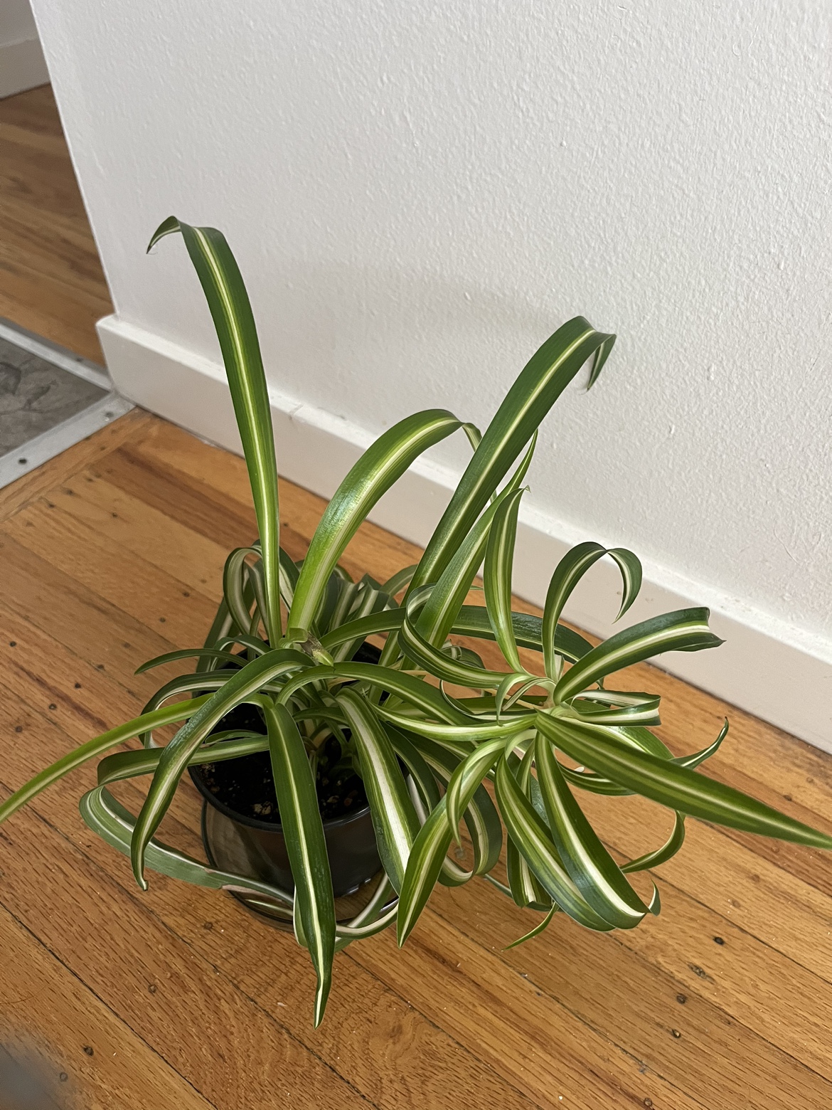 Spiral 🌀 spider plant A ⚽️ thumbnail