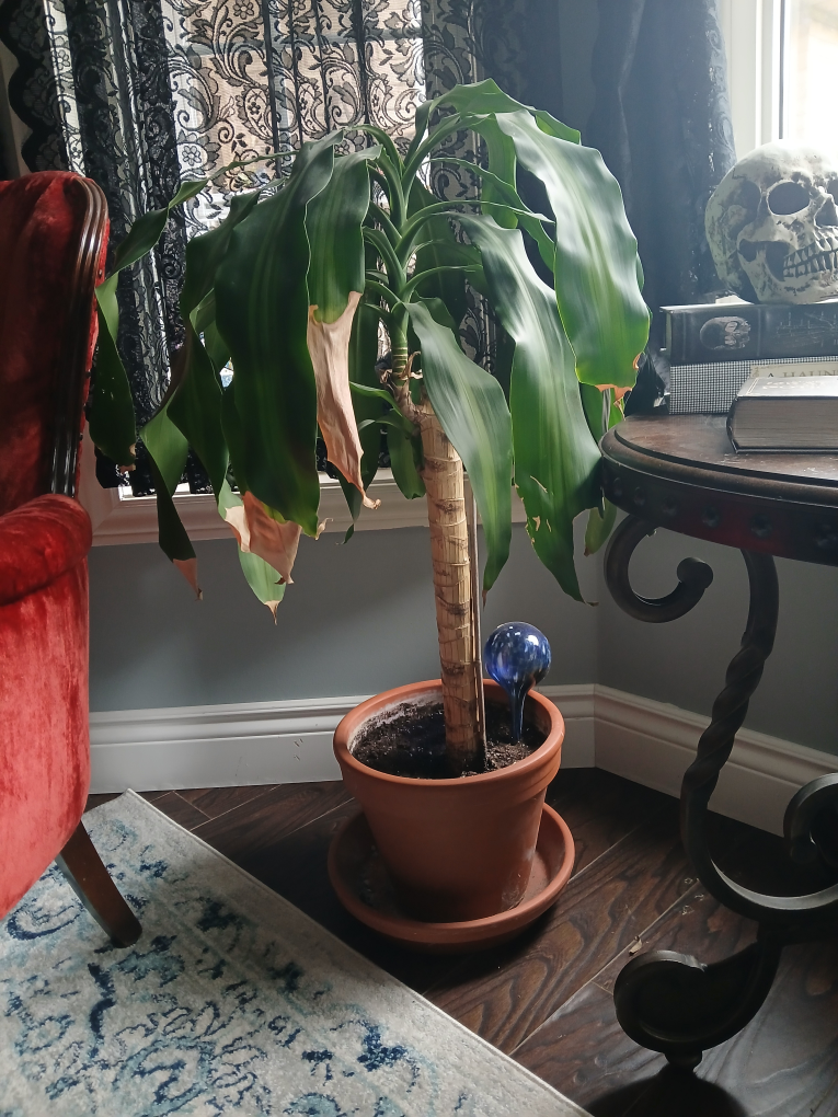 Tall house Plant