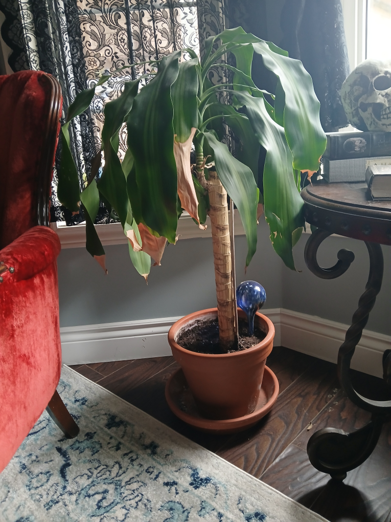 Tall house Plant - photo 2
