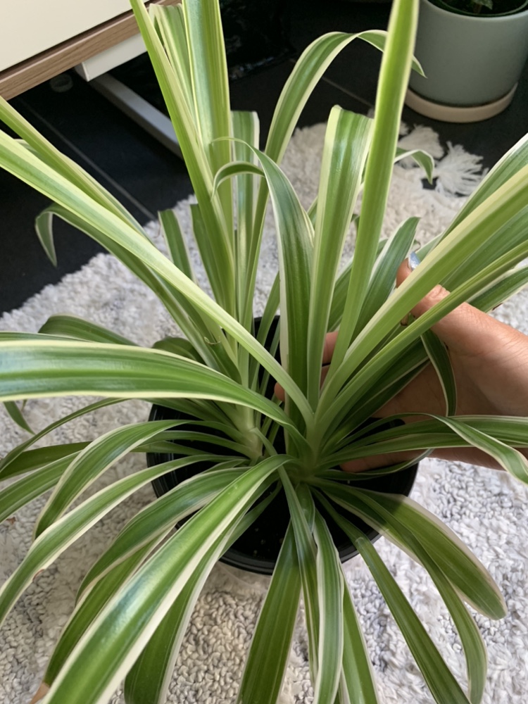 Healthy Spider plant - photo 3