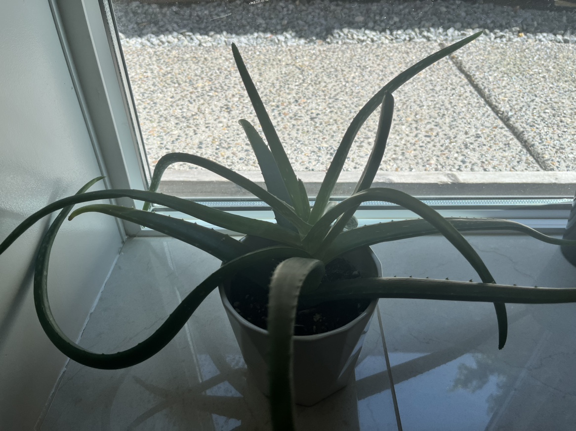 Several indoor Plants for Sale - photo 2