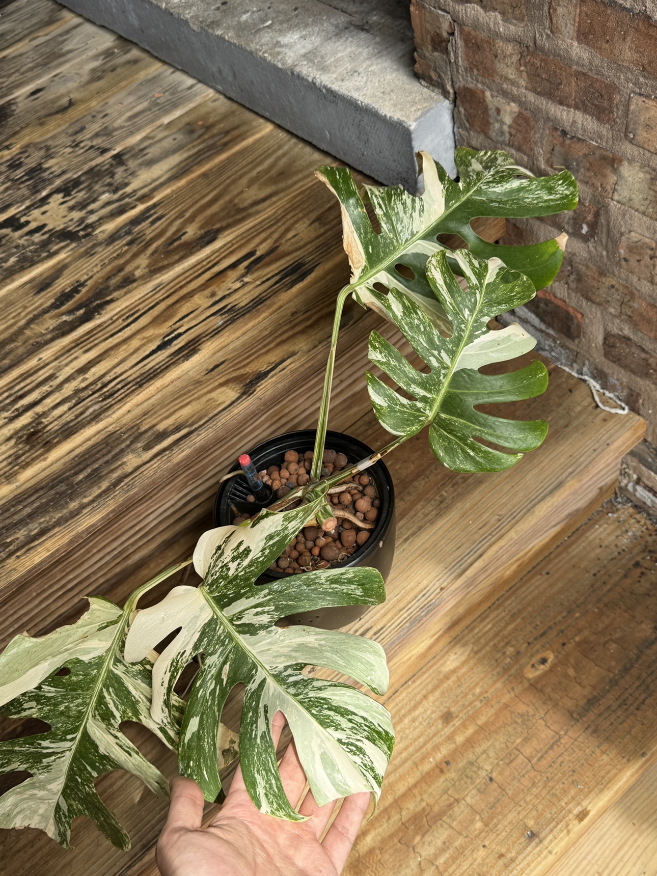 Mature Monstera Albo - photo 2
