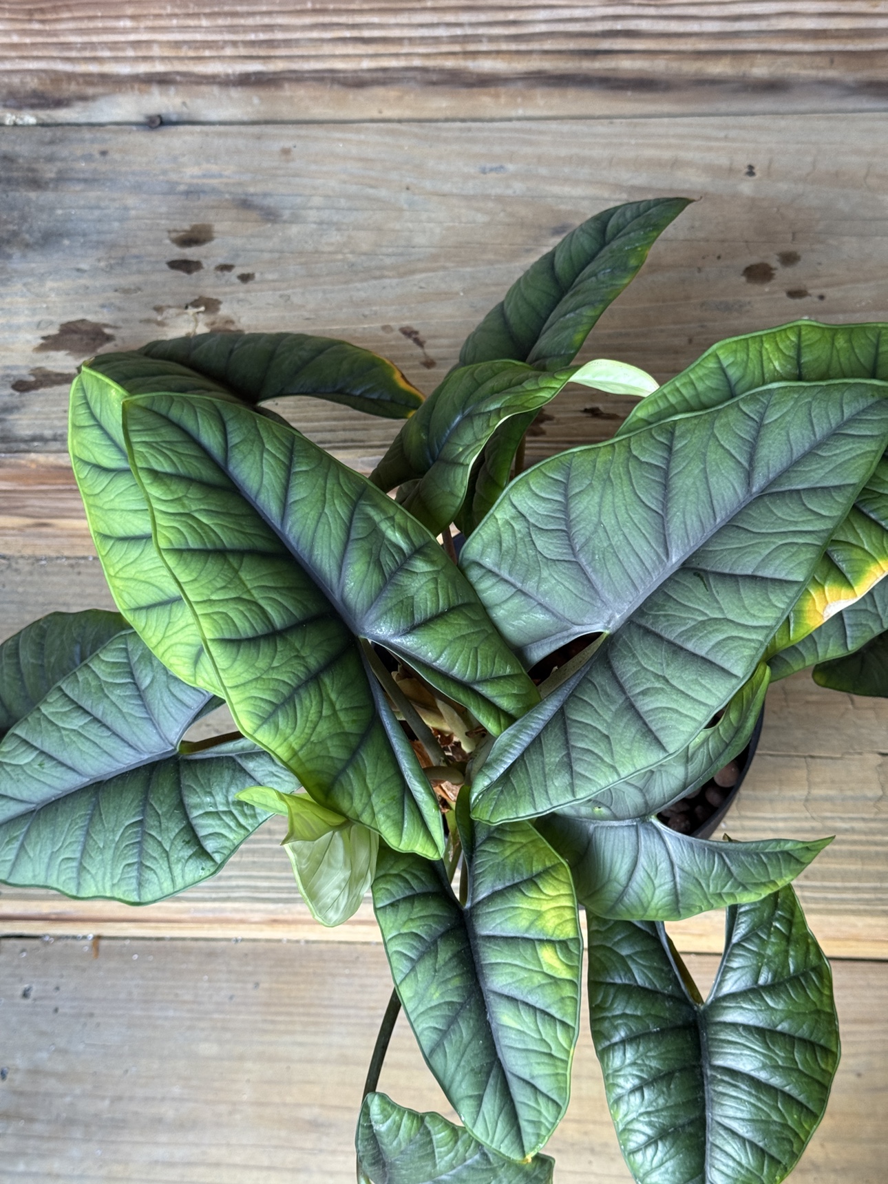 Large Jewel Alocasia