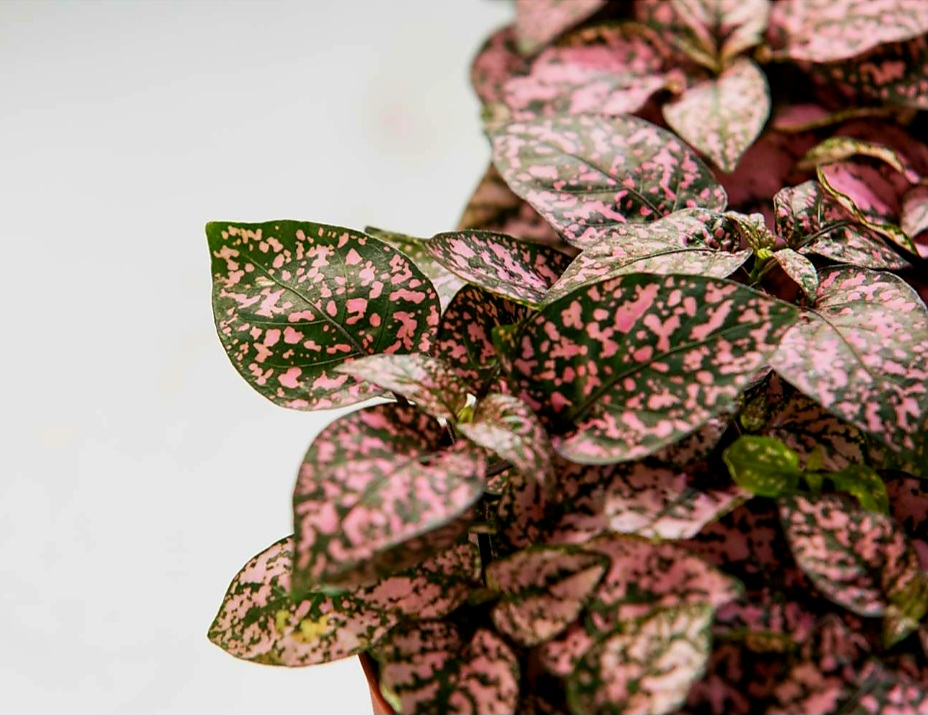 Polka Dot Plant thumbnail