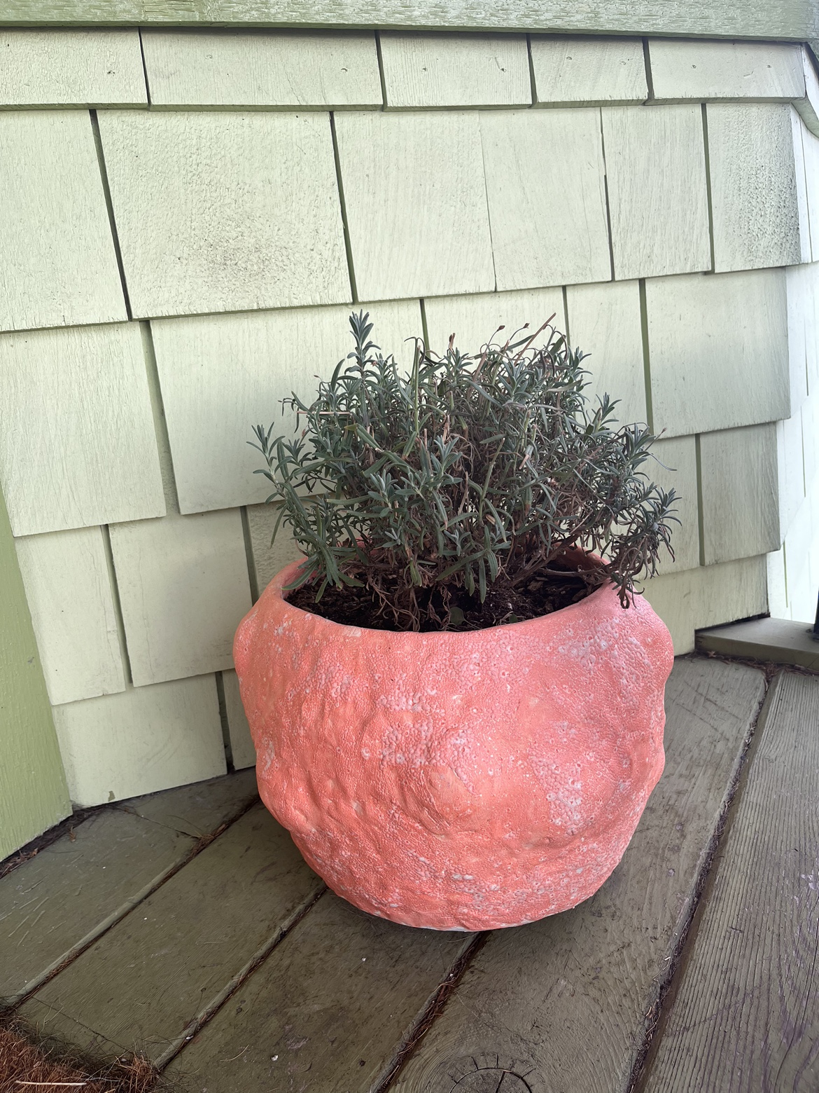 French Lavender potted plant