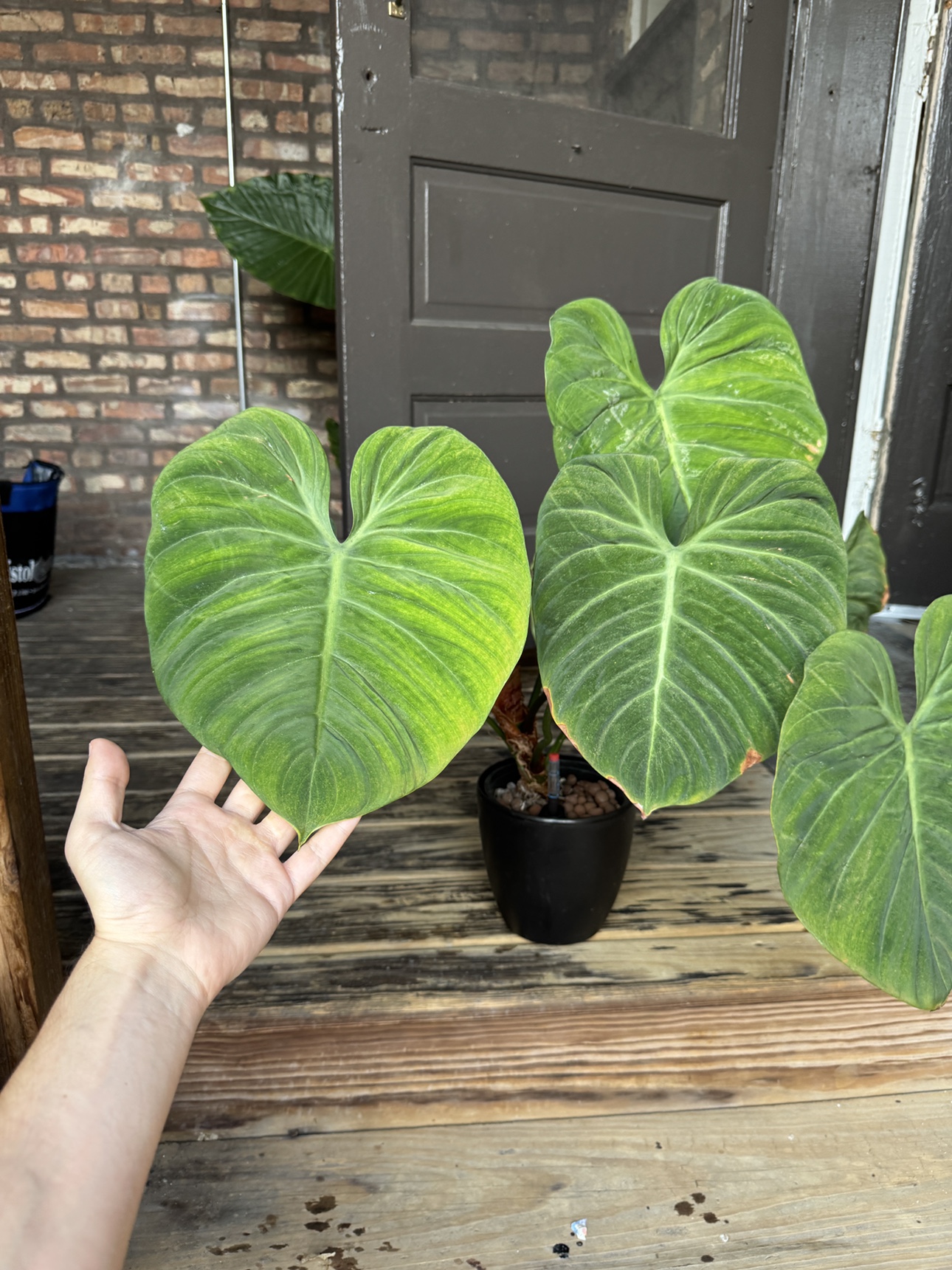 Extremely Large Philodendron El Choco Red - photo 3