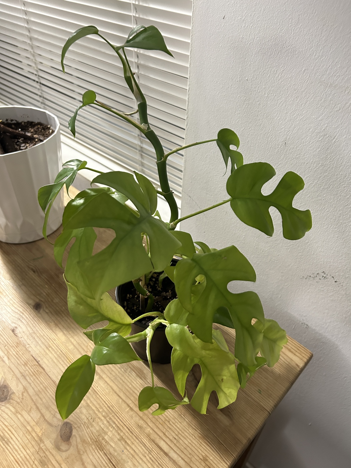 Rhaphidophora Tetrasperma (mini monstera) - photo 4
