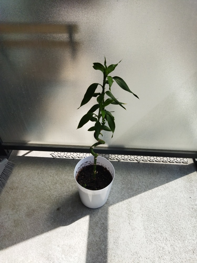 Luck bamboo plant