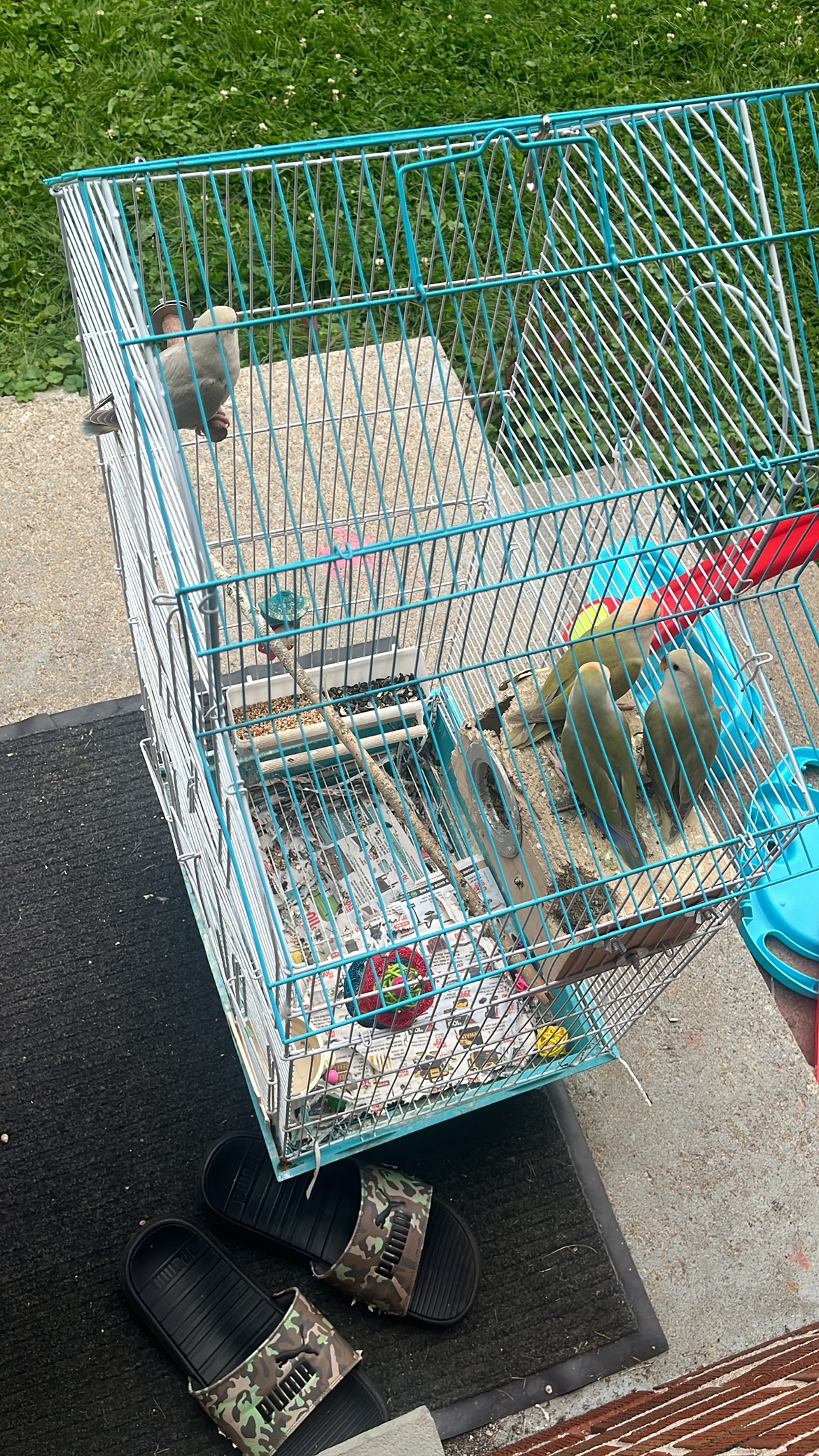 Birds for sale