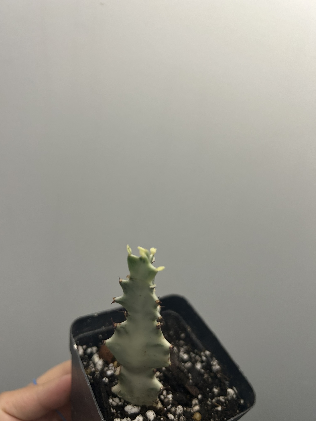 Rare Euphorbia lactea White Ghost - photo 2