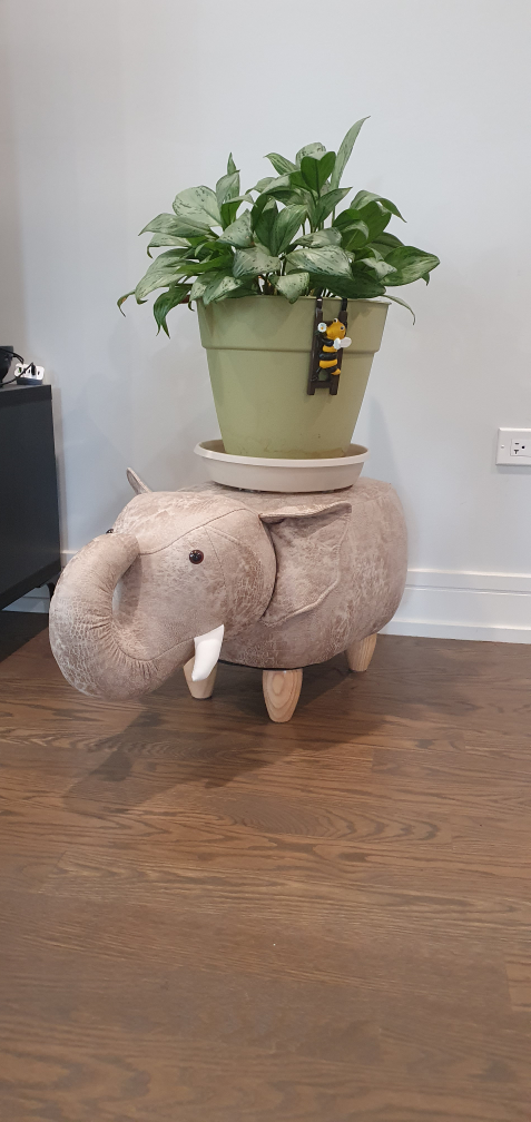 Thriving Indoor house plant