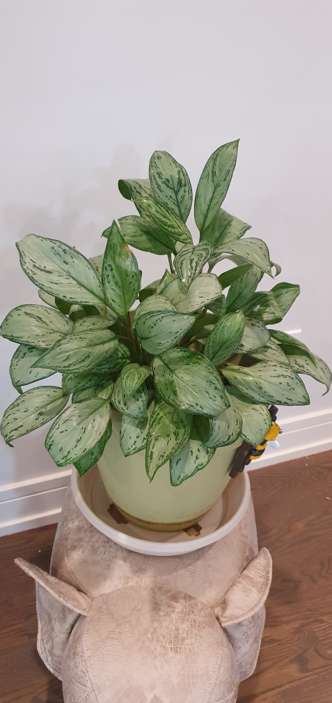 Thriving Indoor house plant - photo 2
