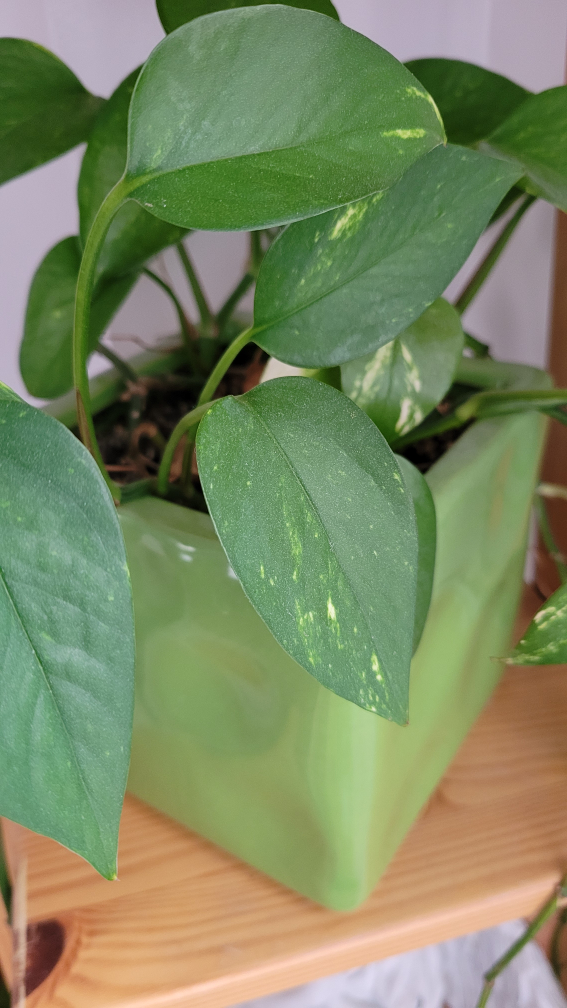 Pothos / money plant in ceramic pot thumbnail