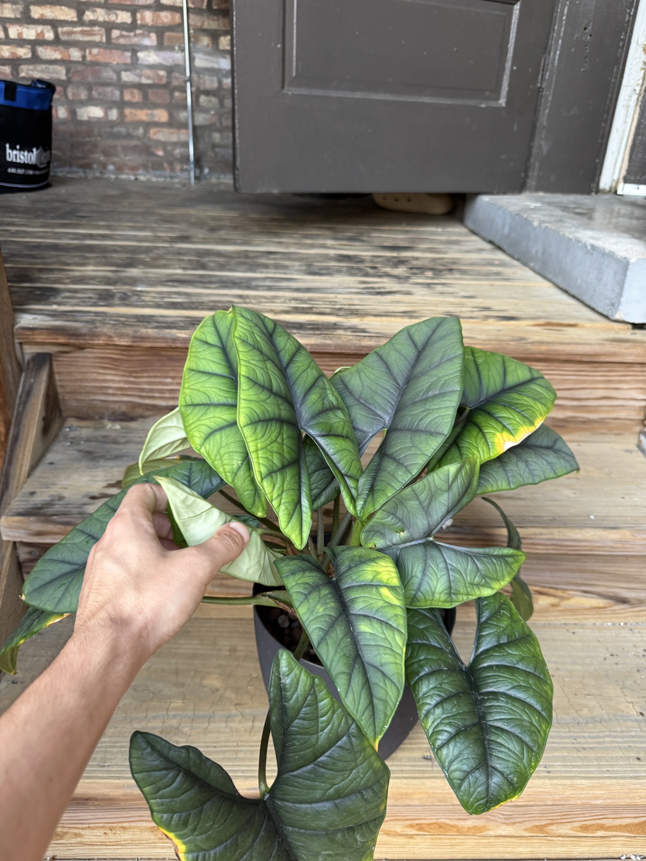 Large Jewel Alocasia - photo 5
