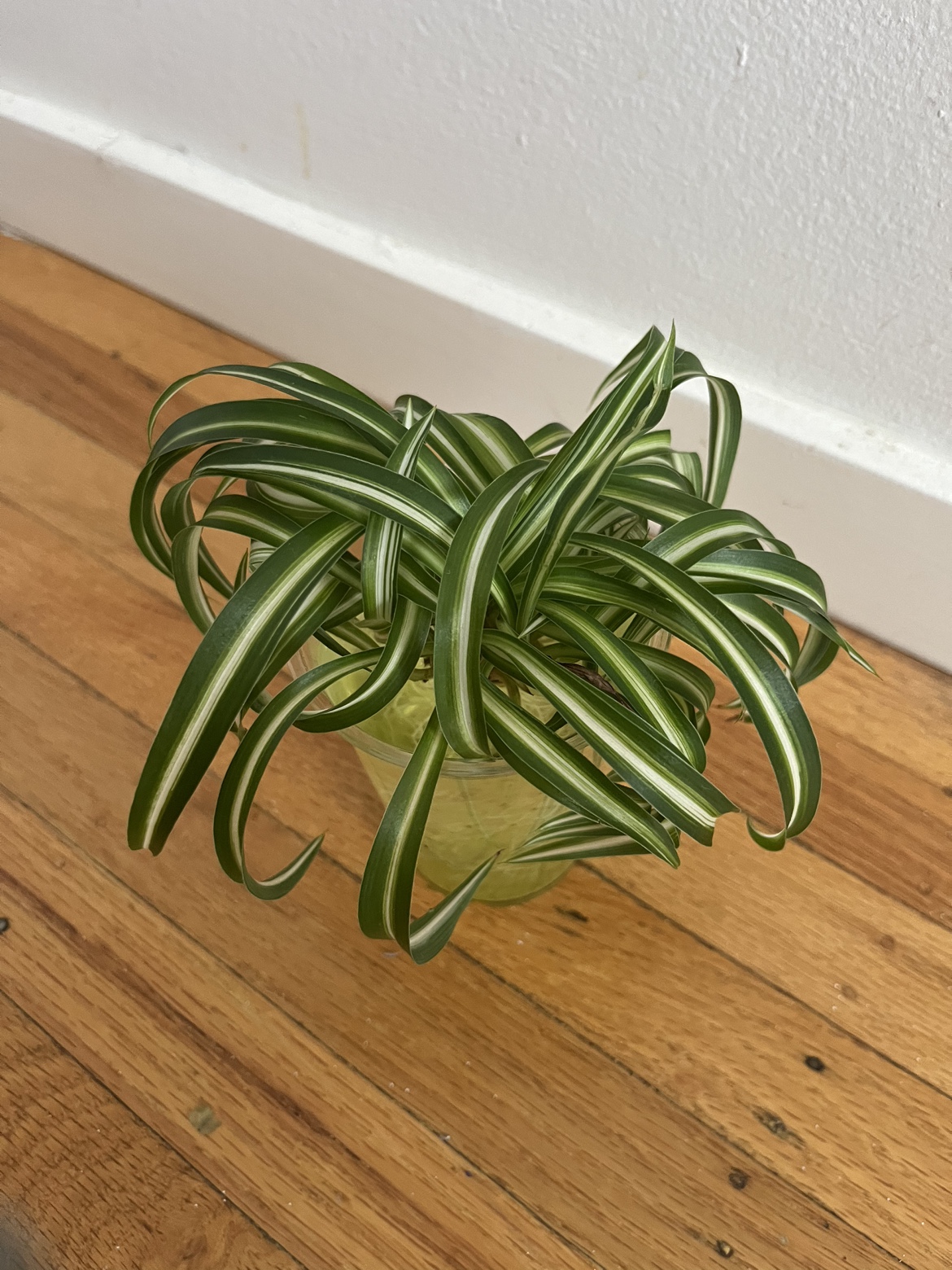 Spiral 🌀 spider plant F ⚽️ thumbnail