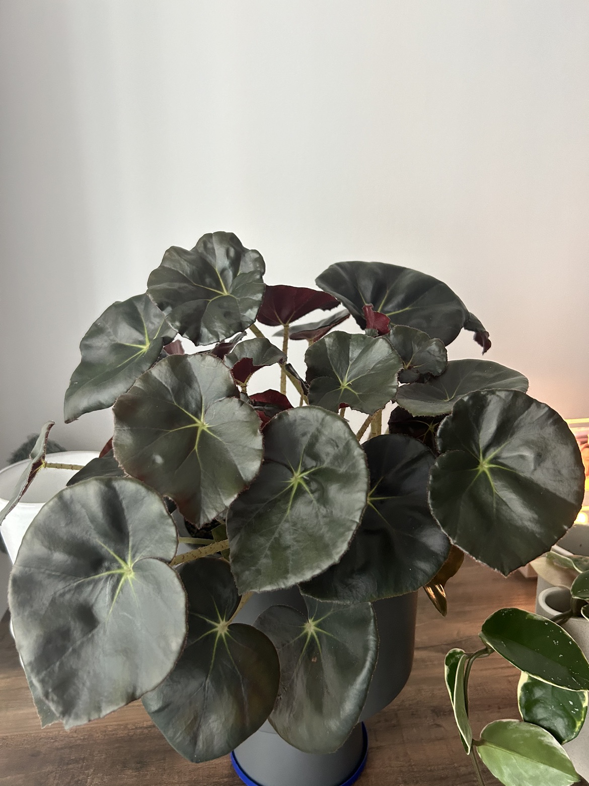 Healthy beefsteak begonia plant cutting image indicator(3)