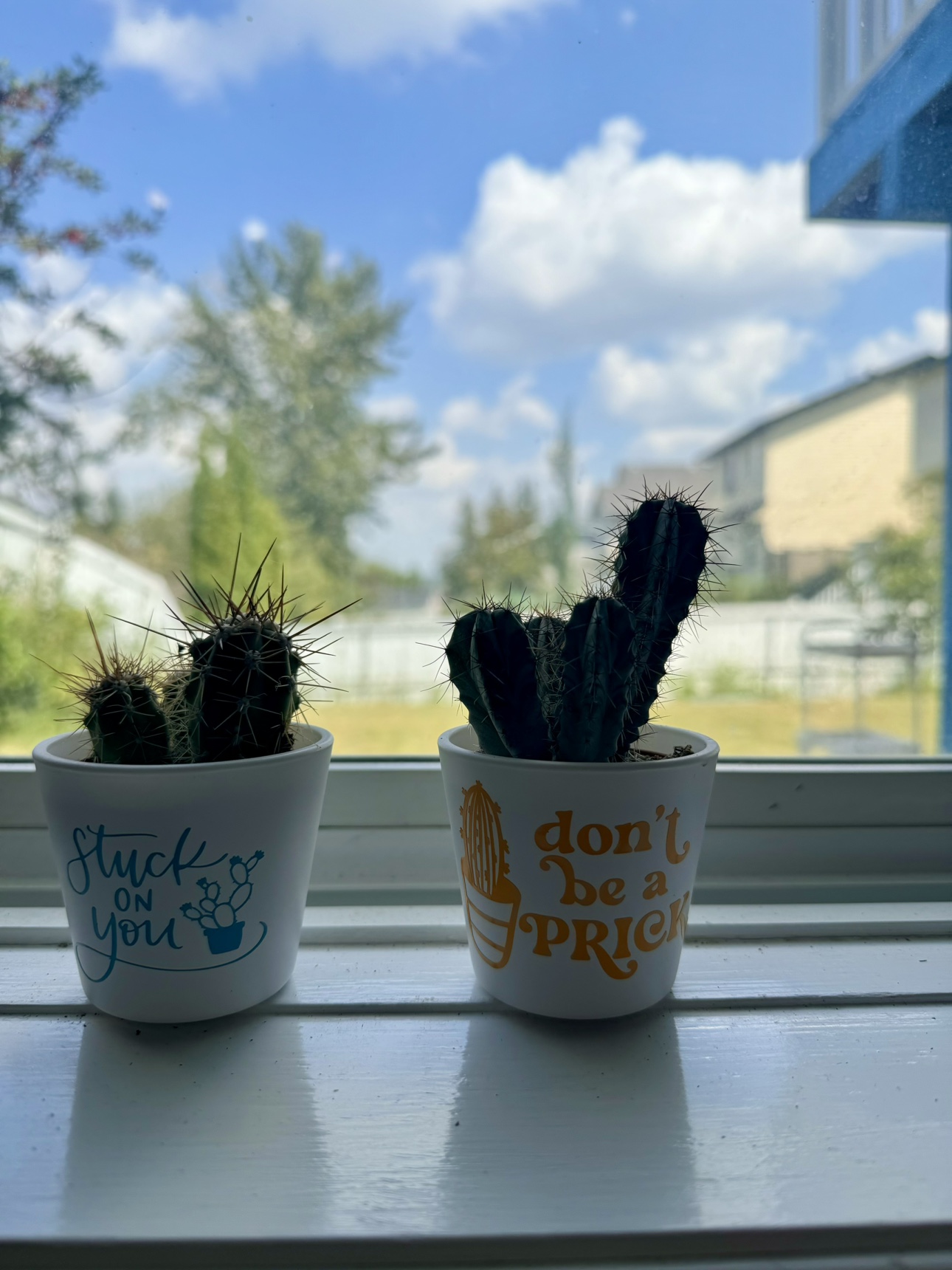 Cactus Plants in Pots thumbnail