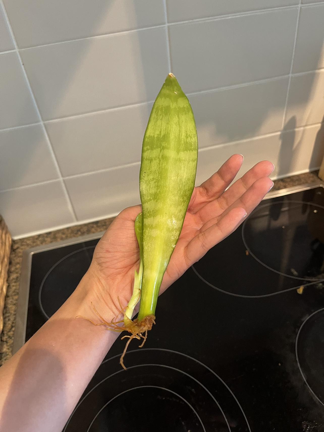 Snake plant cutting with pup image indicator(5)