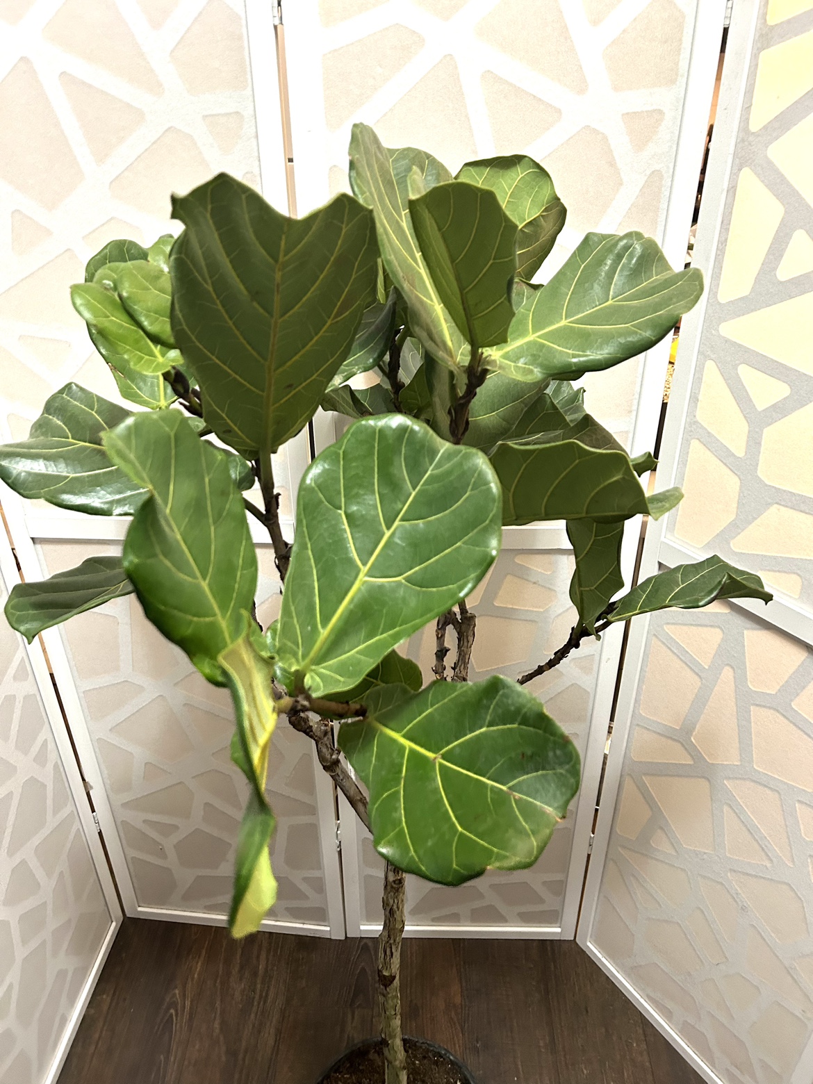 Fiddle Leaf Fig (nearly 5ft tall) - photo 2