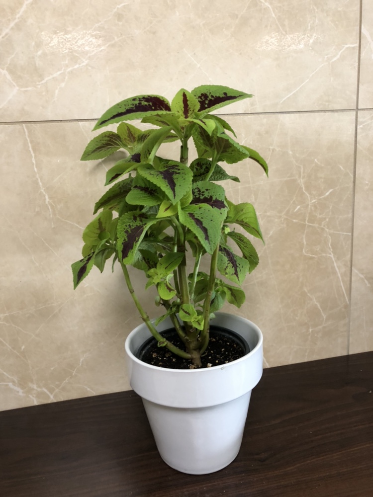 Coleus plant $5, add cover pot $8 thumbnail