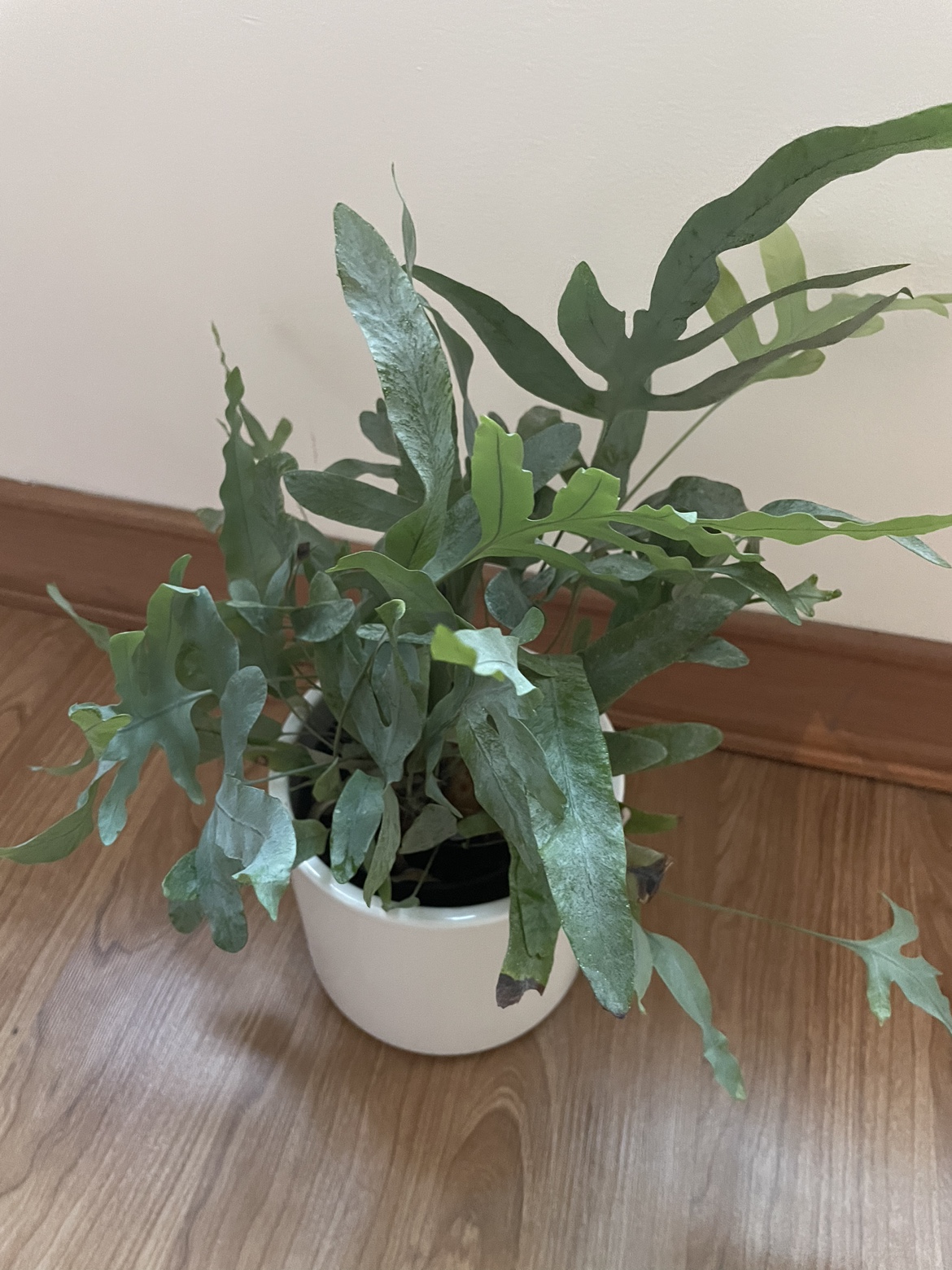 Blue star fern in white pot thumbnail