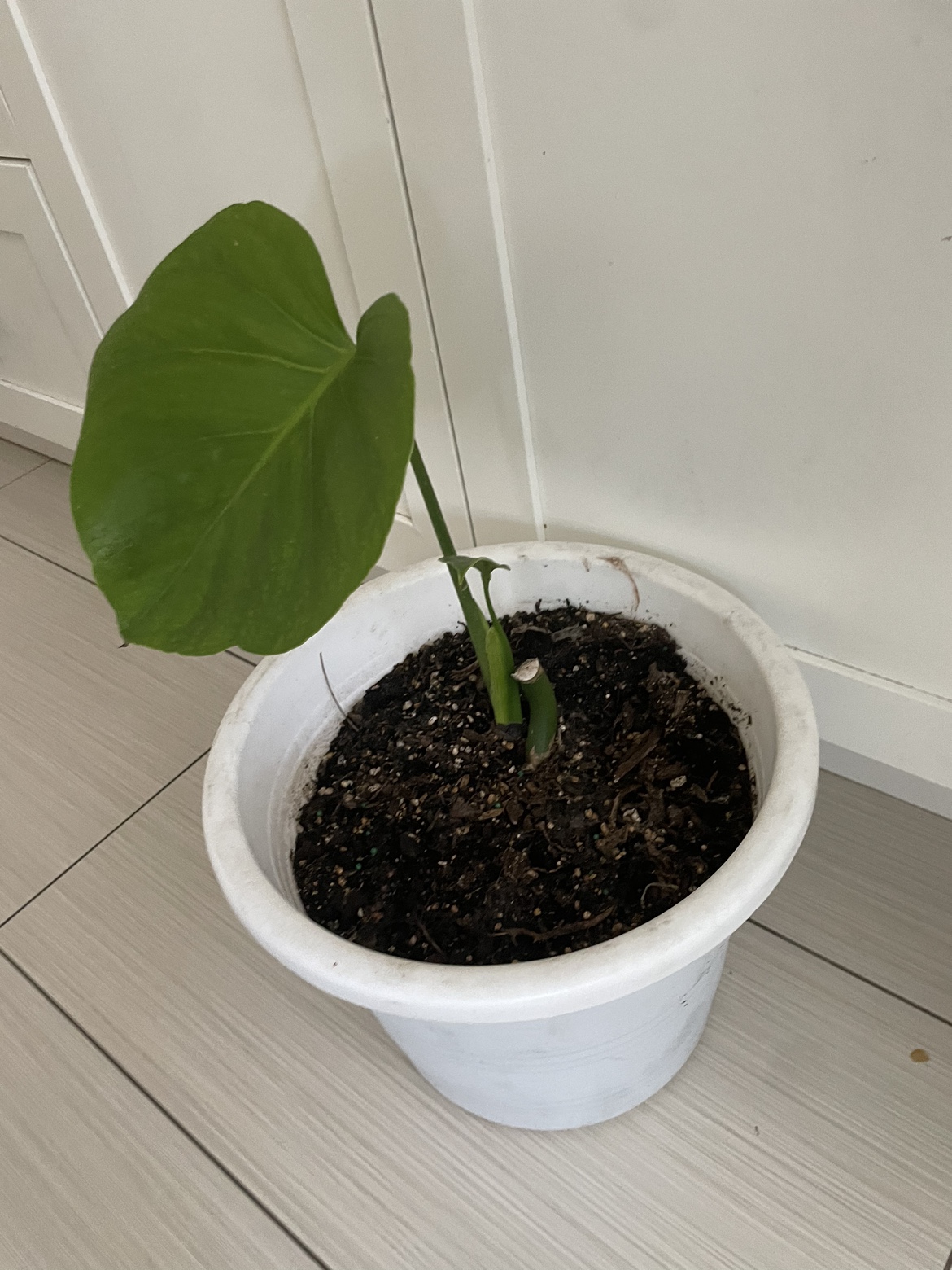 Monstera Deliciosa Cutting - photo 2