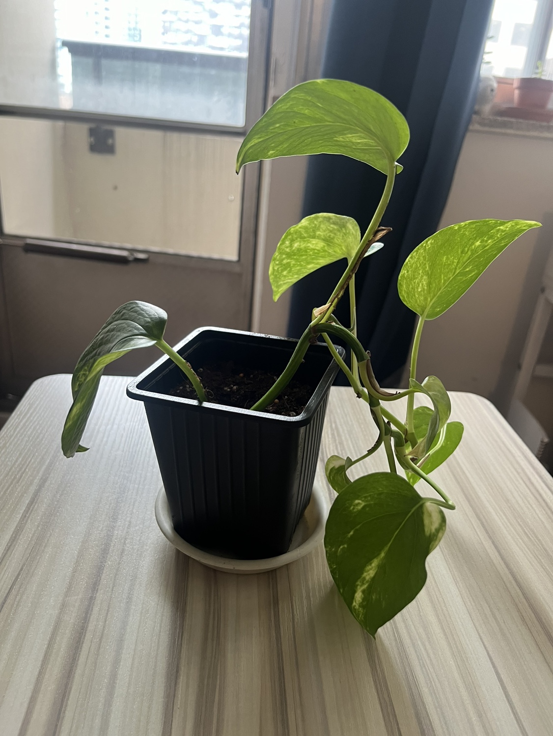2 pothos available
