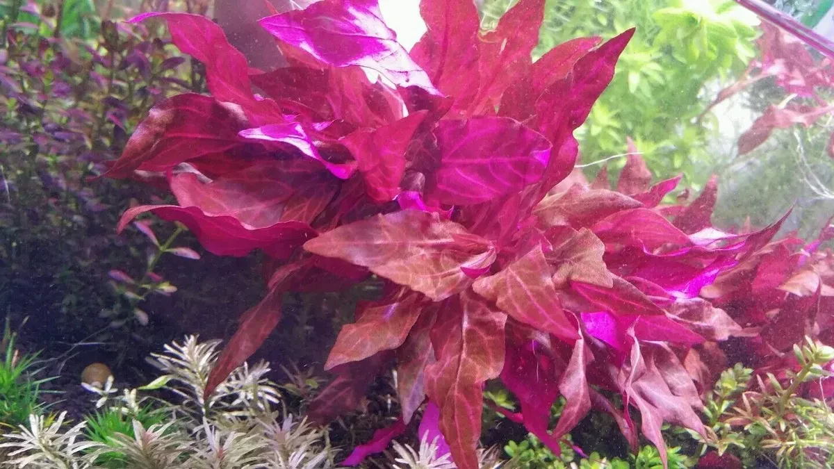 Aquarium Aquatic Plant Plants