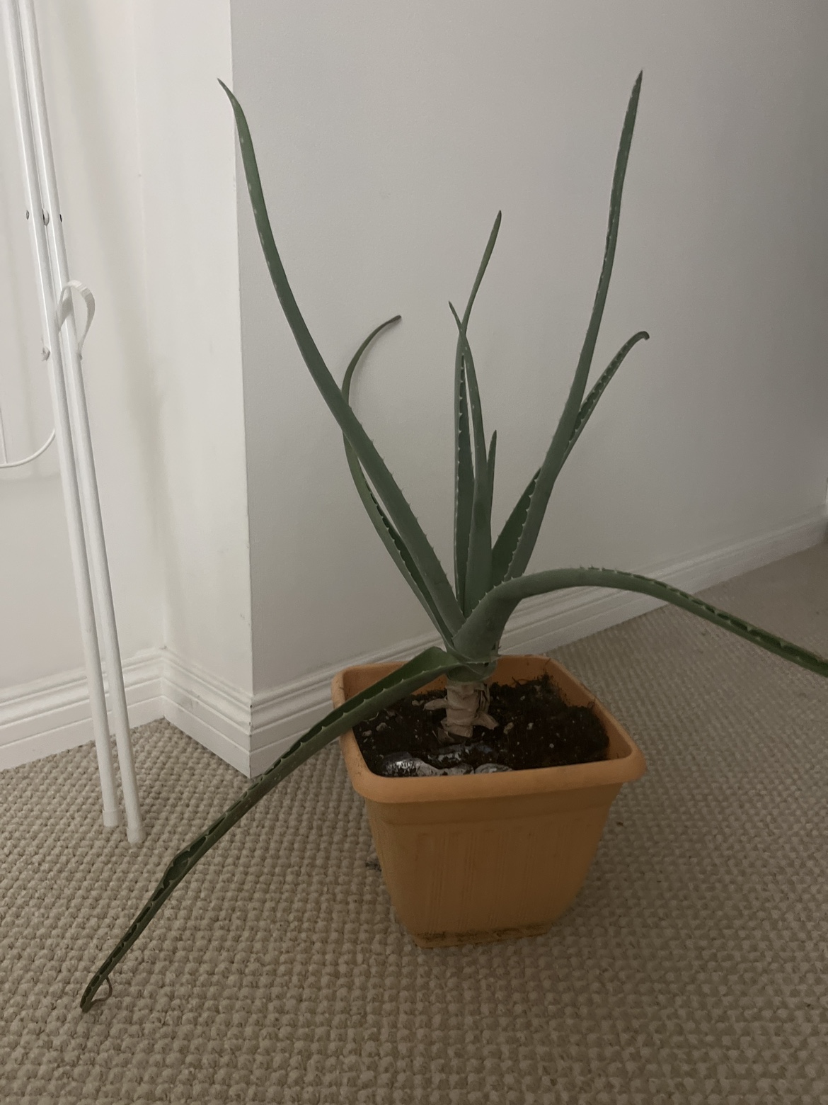Aloevera plant with planter