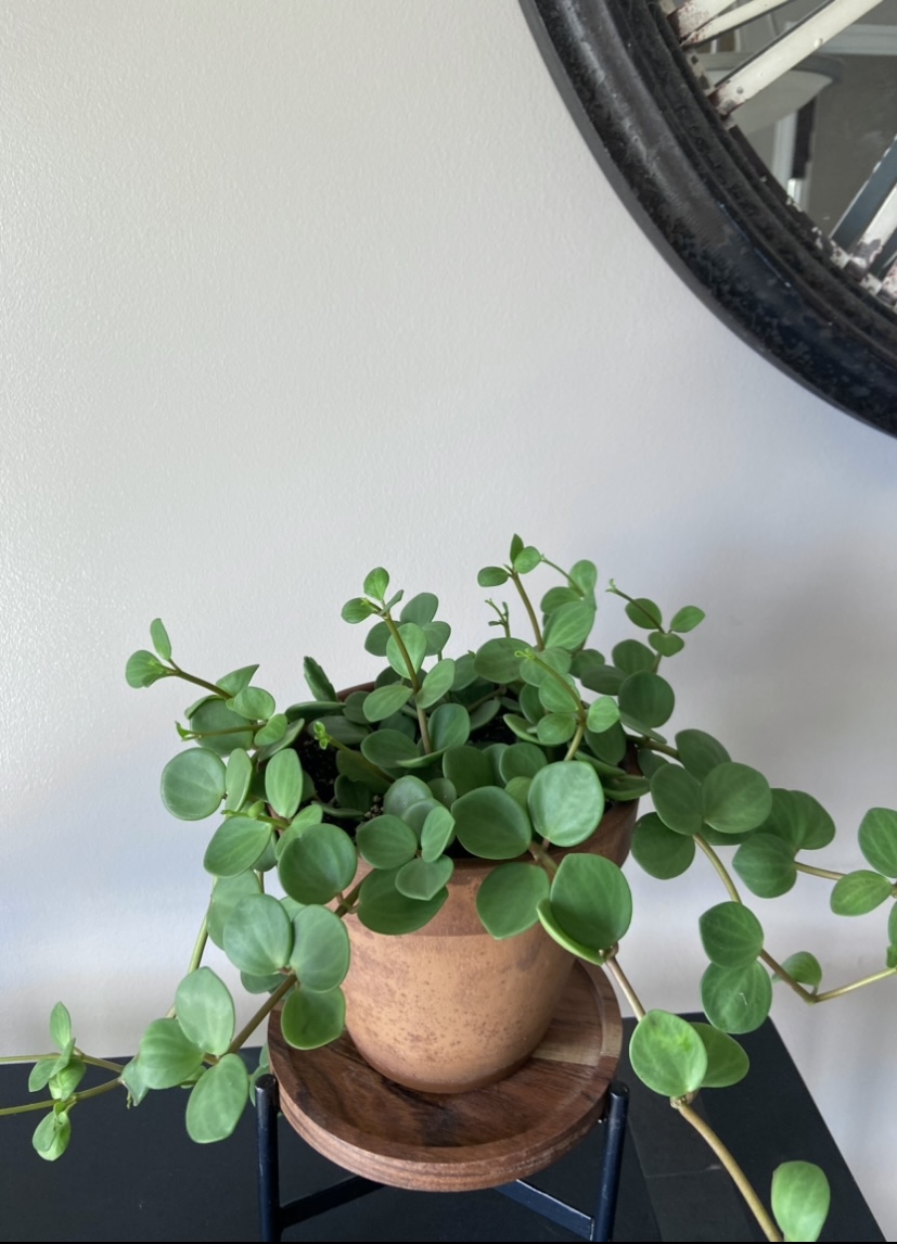 Peperomia Hope - photo 5