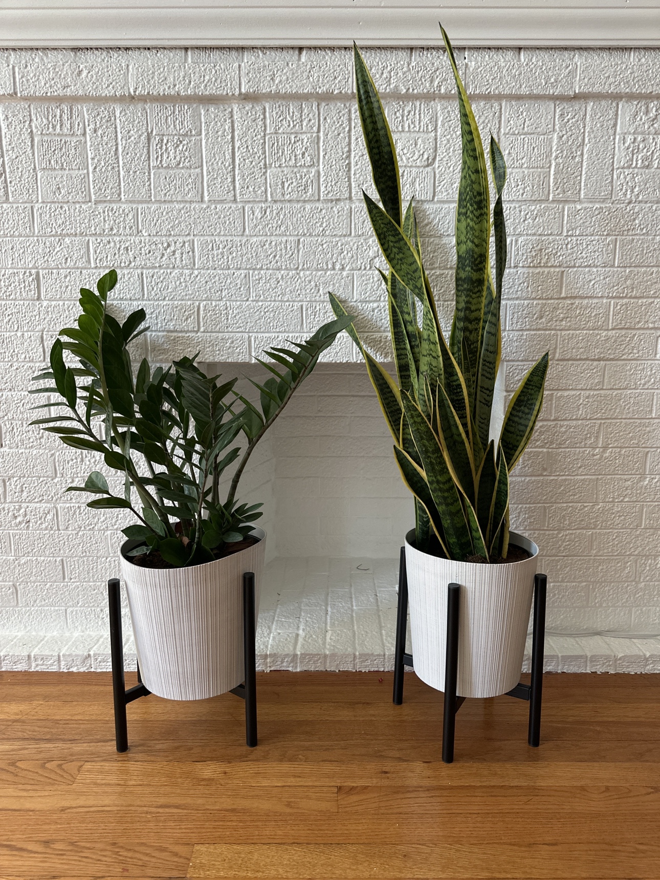 Healthy plants with stands