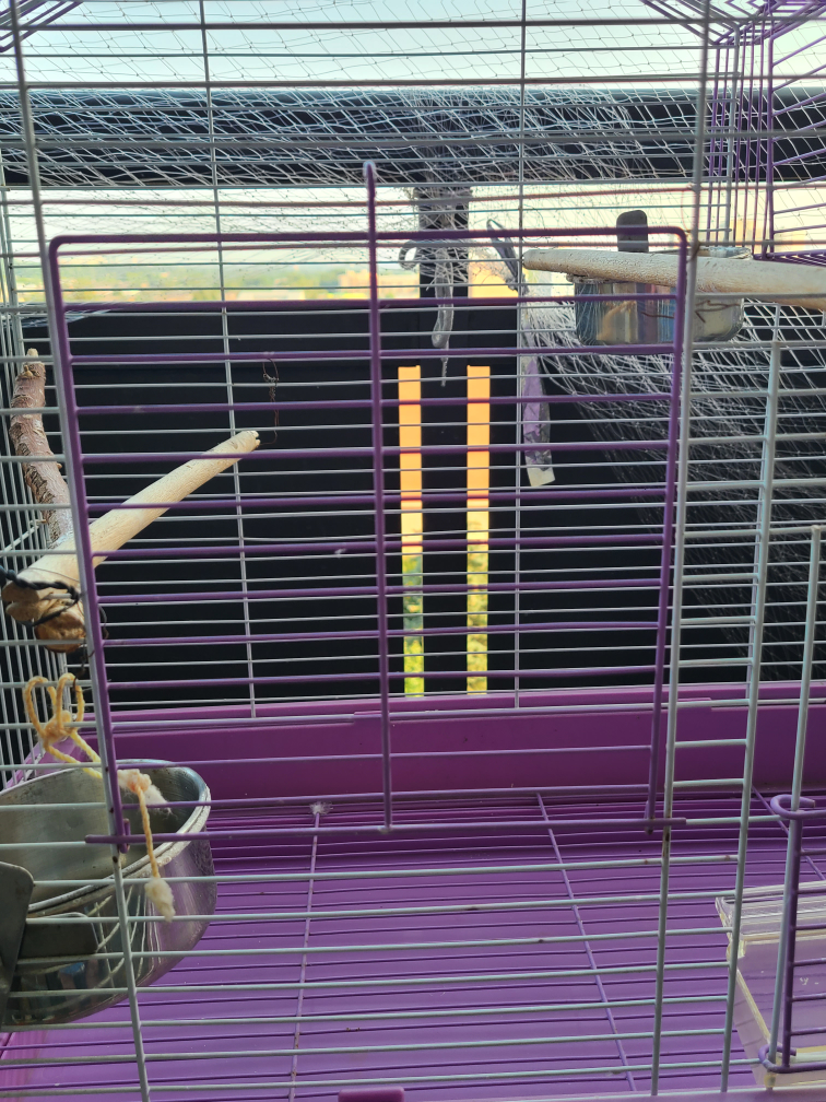 Purple and White Bird Cage image indicator(4)
